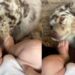 Dog Keeps Chasing Tiny Human’s Wiggly Toes for One More Kiss
