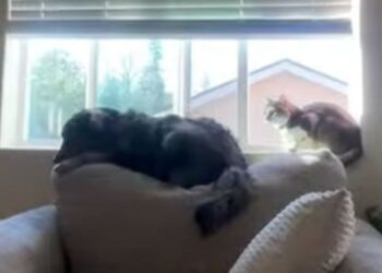 Dog Thinks He’s a Cat & Has Already Started Taking Notes From His Feline Roommate