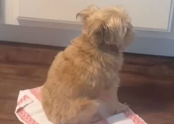 Dog Pretends He Is Not Interested in Cheese — His Quiet Kitchen Wait Says Something Else