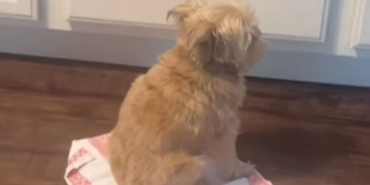 Dog Pretends He Is Not Interested in Cheese — His Quiet Kitchen Wait Says Something Else