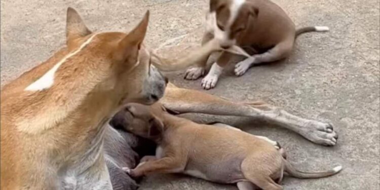 Mama Dog Rests With Her Two Puppies — One Brings the Chaos While the Other Keeps It Calm