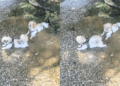 After 7 Years in a Cage, Rescue Dog’s Muddy Moment Means Everything