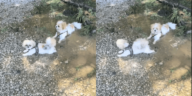 After 7 Years in a Cage, Rescue Dog’s Muddy Moment Means Everything