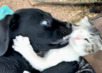 Dog Leans Into a Kitten’s Camping Chair — Sharing a Seat Is Turning Into a Contact Sport