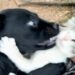 Dog Leans Into a Kitten’s Camping Chair — Sharing a Seat Is Turning Into a Contact Sport