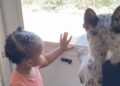 Dog Gets Into a Sibling-Like Squabble With Toddler, Who Looks Ready To Tell Mom