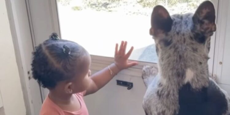 Dog Gets Into a Sibling-Like Squabble With Toddler, Who Looks Ready To Tell Mom