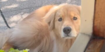 Golden Retriever Waits Outside a Coffee Shop for His Owner Like a ‘Perfect Little Angel’