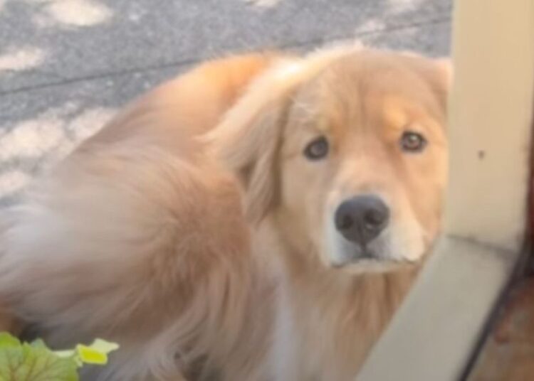 Golden Retriever Waits Outside a Coffee Shop for His Owner Like a ‘Perfect Little Angel’