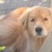 Golden Retriever Waits Outside a Coffee Shop for His Owner Like a ‘Perfect Little Angel’