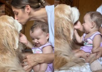 Golden Retriever Gets the Sweetest Love From Tiny Human & Mom’s Heart Is Full