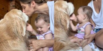 Golden Retriever Gets the Sweetest Love From Tiny Human & Mom’s Heart Is Full