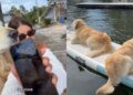 Golden Retriever Needs His Daily Paddleboard Ride, Even if All He Does Is Lie Back & Float