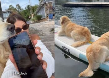 Golden Retriever Needs His Daily Paddleboard Ride, Even if All He Does Is Lie Back & Float