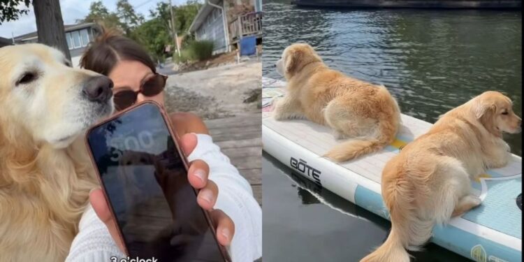 Golden Retriever Needs His Daily Paddleboard Ride, Even if All He Does Is Lie Back & Float