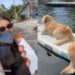 Golden Retriever Needs His Daily Paddleboard Ride, Even if All He Does Is Lie Back & Float