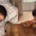 This Little Boy Is Learning That Golden Retriever Puppies Are a Different Breed of Chaos