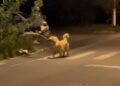 Golden Retriever Finds a Giant Branch & Suddenly His Human Is Just Along for the Ride