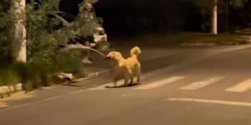 Golden Retriever Finds a Giant Branch & Suddenly His Human Is Just Along for the Ride