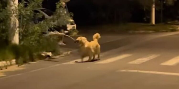 Golden Retriever Finds a Giant Branch & Suddenly His Human Is Just Along for the Ride