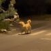 Golden Retriever Finds a Giant Branch & Suddenly His Human Is Just Along for the Ride