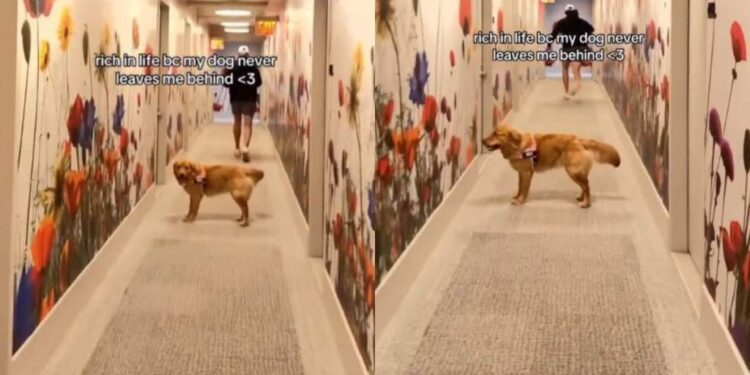 Golden Retriever Keeps Looking Back To Check on Her Human, Making Sure They’re Still There