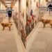 Golden Retriever Keeps Looking Back To Check on Her Human, Making Sure They’re Still There