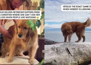 Golden Retriever Runs With Ease, but Suddenly Needs Help When People Watch