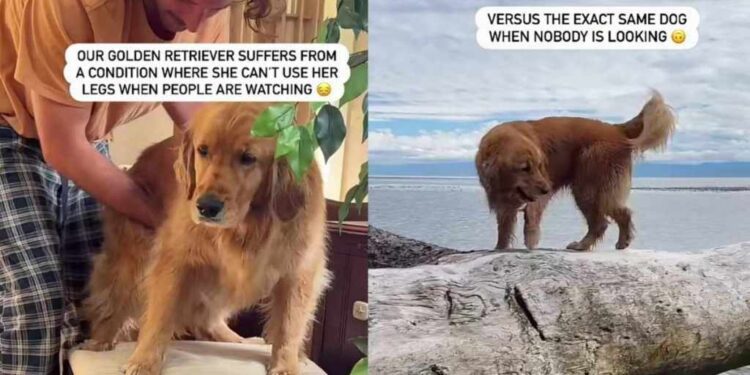 Golden Retriever Runs With Ease, but Suddenly Needs Help When People Watch