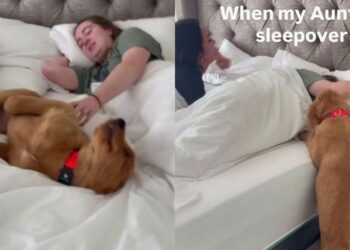 Golden Retriever Puppy Sniffs Out His Aunties, Then Squeezes Between Them for Maximum Love