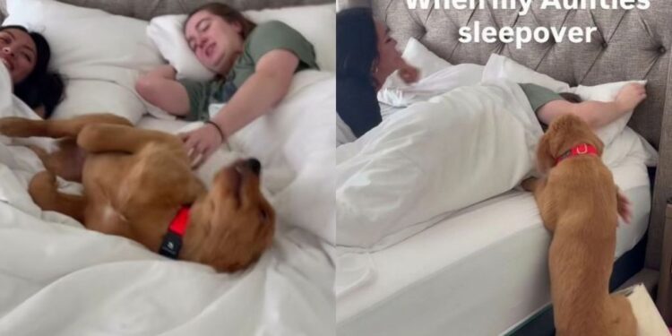 Golden Retriever Puppy Sniffs Out His Aunties, Then Squeezes Between Them for Maximum Love