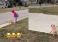 Golden Retriever Pup Can’t Find Her Tiny Human, Then Those Little Legs Go Turbo