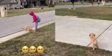 Golden Retriever Pup Can’t Find Her Tiny Human, Then Those Little Legs Go Turbo