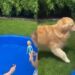 Golden Retriever Spots Little Girl’s Barbie & Turns It Into His Own Backyard Game