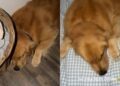 Golden Retriever Gets Begged To Join Owner in Bed & the Roles Are Officially Reversed