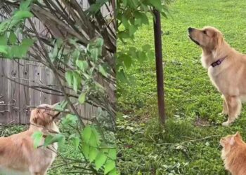 Golden Retriever Takes up Bird Watching To Bond With Her Cat Best Friend