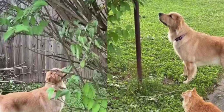 Golden Retriever Takes up Bird Watching To Bond With Her Cat Best Friend