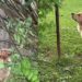 Golden Retriever Takes up Bird Watching To Bond With Her Cat Best Friend