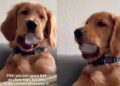 Golden Retriever Puppy’s Favorite ‘Toy’ Costs Practically Nothing