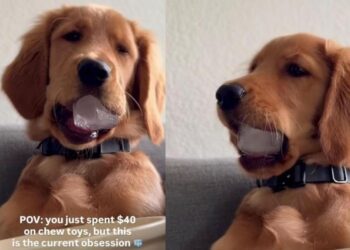 Golden Retriever Puppy’s Favorite ‘Toy’ Costs Practically Nothing