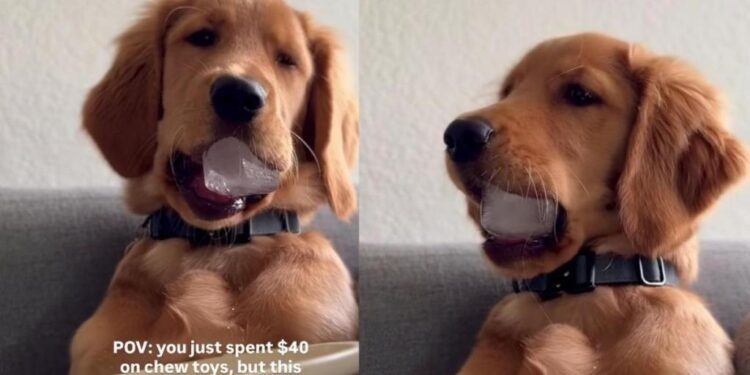 Golden Retriever Puppy’s Favorite ‘Toy’ Costs Practically Nothing