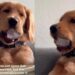 Golden Retriever Puppy’s Favorite ‘Toy’ Costs Practically Nothing