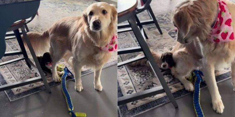 Puppy Steals Golden Retriever’s Toy, but She Has a Clever Trick To Get It Back