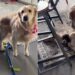 Puppy Steals Golden Retriever’s Toy, but She Has a Clever Trick To Get It Back