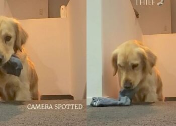 Golden Retriever Caught Stealing a Sock Gives the Camera One Last Look Before Fleeing