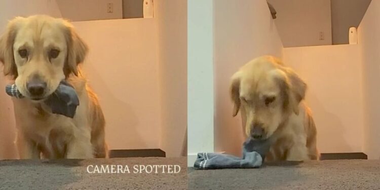 Golden Retriever Caught Stealing a Sock Gives the Camera One Last Look Before Fleeing