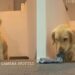 Golden Retriever Caught Stealing a Sock Gives the Camera One Last Look Before Fleeing