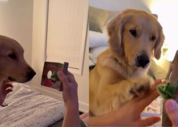 Golden Retriever Spots Baby’s Finger Puppet & Suddenly Storytime Is About Her