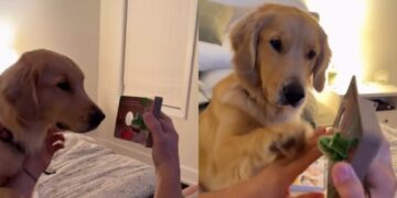 Golden Retriever Spots Baby’s Finger Puppet & Suddenly Storytime Is About Her