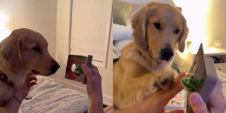 Golden Retriever Spots Baby’s Finger Puppet & Suddenly Storytime Is About Her